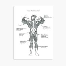 There are three different muscle groups found in the back: Anatomy Diagram Muscle Chart Back Metal Print By Superfitstuff Redbubble