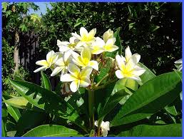 Image result for Grewia inaequilatera