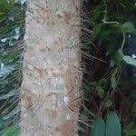 Image result for Aiphanes horrida