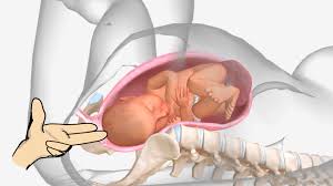 Image result for First Stage of Labor