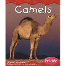 Camels are found in desert areas all around the world mostly as domesticated animals. Camels And Kids