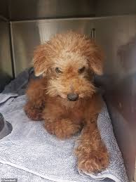 Poodle lifespan on average increases as the size of the poodle decreases! A Christmas Miracle As Pet Poodle That Went Missing Three Years Ago Is Found 800km Away In Cairns Daily Mail Online