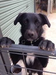 Check spelling or type a new query. Boradors Border Collie Lab Mix Everything You Need To Know