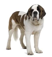 Saint Bernard2 Jpg Saint Bernard Dog Breeds St Bernard Dogs Bernard Dog Dog Breeds