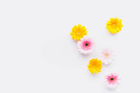 「花 写真 フリー」の画像検索結果