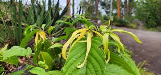Image result for Ammocharis baumii
