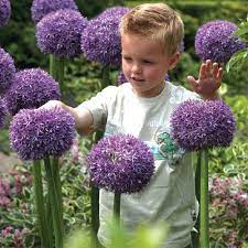 Allium Globemaster Can Be Found At Kvbwholesale Com Bulb Flowers Fall Bulbs Onion Flower