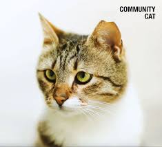 ‪Our Work | Alley Cat Allies | Protecting and Improving the Lives of Cats‬‏