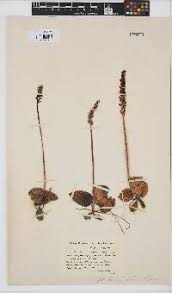 Image result for Holothrix villosa