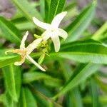 Image result for Landolphia lanceolata