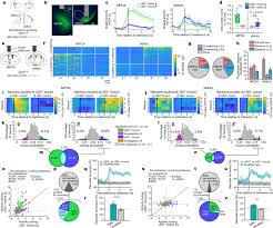To view this video please enable javascript, and consider upgrading to a web browser that supports html5 video. Distinct Hypothalamic Control Of Same And Opposite Sex Mounting Behaviour In Mice Nature
