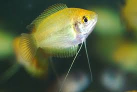 Honey Gourami Care And Breeding Guide The Aquarium Guide