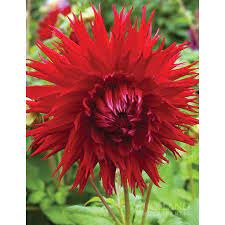 Pin On Our Garden Dahlias
