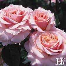Lady Jane Grey Heirloom Roses Hybrid Tea Roses Lady Jane Grey