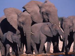 African Elephant Species Wwf