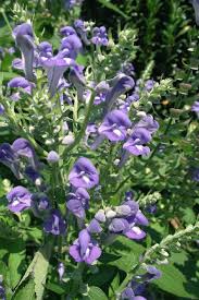 Image result for Scutellaria schweinfurthii