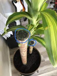 When roots form in the water, plant the cane in a container of potting soil. Bought A Mass Cane From Lowes And Came With This Over The Tops Anyone Know What This Is For Gardening Garden Diy Corn Plant Care Cane Plant Mass Cane Plant