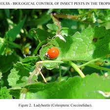 Biological control of pests and diseases is a method of controlling pests and diseases in agriculture that relies on natural predation rather than introduced chemicals. The Relationship Between Aphid Population Growth And Ladybird Residence Download Scientific Diagram