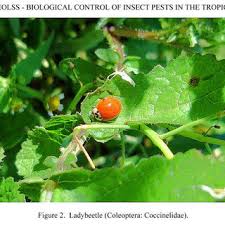 The first of these types, classical biological control, is best described as the. Pdf Biological Control Of Insect Pests In The Tropics