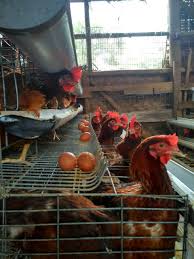 Check spelling or type a new query. Peternakan Ayam Petelur Ahmad Imanudin