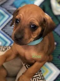 Maybe you would like to learn more about one of these? Pets For Adoption At Love For Dogs In Scottsdale Az Petfinder