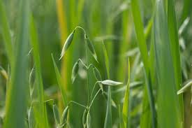 Image result for Avena sativa