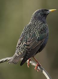Black Bird With Black Beak Uk Starling Backyard Birds Beautiful Birds Pet Birds