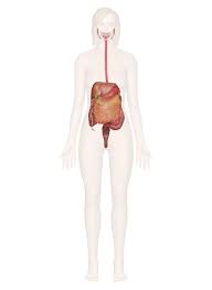 Blood - Plasma, Components, Functions | Britannica