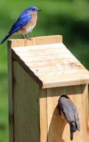 Free Bird House Plans Bluebird
