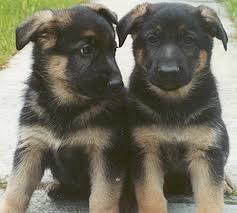 Current picture of rylie taken on june. 6 Week Old German Shepard Pups Dogs Animals Background Wallpapers On Desktop Nexus Image 242609