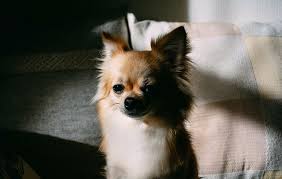 This tiny breed has triangular ears and round eyes. Adult Long Haired Tan White Chihuahua Dog Face Portrait Small Domestic Animal Pxfuel