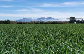 Oat Catch Crop Benefits Bottom Line And Environment Luisetti Seeds Nz