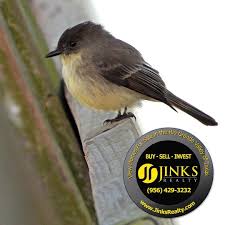 Birds Of East Texas Piney Woods Jinks Realty Photo For Today South Padre Island Birding And Nature Center View Properties In Mcallen Texas With Images South Padre Island Nature Center Photo