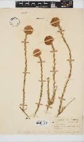 Image result for Hypericophyllum elatum