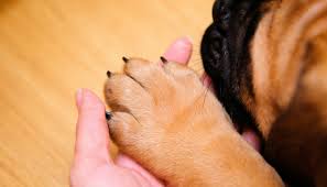 Without the splint, every time your dog puts his paw to the ground, the pad will spread due the weight of your dog's body being applied to the paw, and it's likely that the cut will open up again. 5 Ways To Stop Your Dogs Nail From Bleeding Puppy Leaks