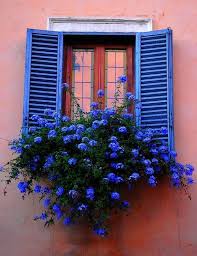 Blaue Fensterladen Mit Blaue Blumen Im Kasten Fensterbox Blumen Pflanzen Furs Fensterbrett Pflanzen Schatten