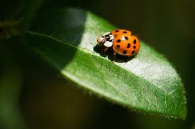 These insects are very good with pest control and so are useful to farmers whose crops are infested with notorious insects like aphids. What Do Ladybugs Eat Feeding Caring For Pet Ladybugs Fine Garden Tips