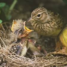 Baby Bird Identifier By Picture Baby Bird Mom And Nest Wild Birds Beautiful Birds Bird Photo