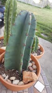 No water should ever be allowed to stand around the roots. Cereus Peruvianus Monstrose Aka Peruvian Apple Ornamental Cactus Potted Cuttings Cactus House Plants Cactus Cactus Care
