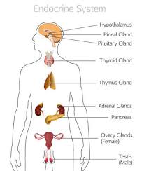 Male human anatomy vector diagram. Male Endocrine System Human Anatomy Human Silhouette With Detailed Internal Organs Vector Illustration Isolated On A White Background Tasmeemme Com