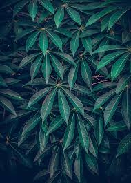 Check out our green leaf wallpaper selection for the very best in unique or custom, handmade pieces from our wall décor shops. Dark Green Leaves Background Green Leaves Pattern Background Natural Background And Wallpaper Stock Image Image Of Backgroundgreen Herb 156370853