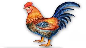Pasalnya, kata satu ini sering kali digunakan untuk jenis usaha untuk kuliner seperti ayam goreng, nasi goreng, mie goreng bahkan hingga warung tegal. 100 Sketsa Gambar Ayam Dan Cara Mudah Menggambarnya