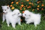 PuppyFind | American Eskimo Dog Puppies for Sale