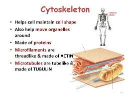 17.03 one particular place in the cell and one 00:10:19.07 of the fundamental things that my lab 00:10:21.04 wants to understand is how is that 00:10:23.03 growth machinery so precisely maintained 00:10:25.08 in one place, so that the. Basic Structure Of A Cell Ppt Video Online Download