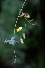 Image result for Rhynchosia caribaea