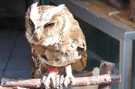 Suara burung hantu celepuk seram jawa untuk pikat di malam hari pertanda panggilan apa untuk pikat mp3. Celepuk Reban Burung Hantu Mini Yang Digemari Pecinta Hewan Ppid Kota Batu