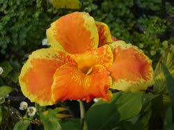 Image result for Cannaceae