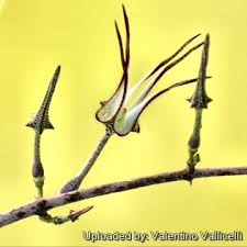 Image result for Ceropegia burchelliana