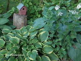 Begin with the tall shade canopy of your largest trees, then add an understory layer of smaller accent trees, such as japanese maples. Made In The Shade Gardens Beautiful Ideas For Your Shade Garden Gingham Gardens