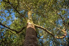 Image result for Ocotea bullata